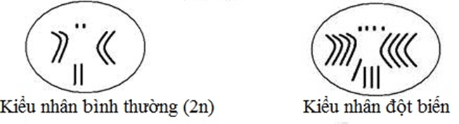 100+ câu hỏi trắc nghiệm Nhiễm sắc thể và các quy luật di truyền (có đáp án)