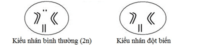 100+ câu hỏi trắc nghiệm Nhiễm sắc thể và các quy luật di truyền (có đáp án)