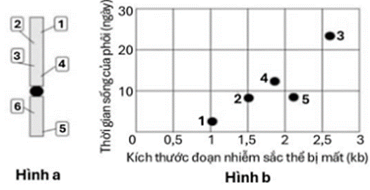 100+ câu hỏi trắc nghiệm Nhiễm sắc thể và các quy luật di truyền (có đáp án)