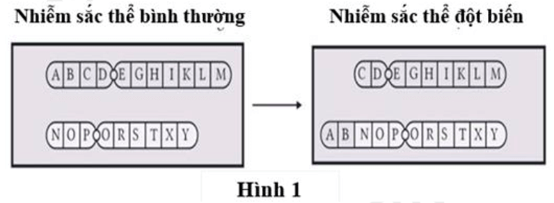 100+ câu hỏi trắc nghiệm Nhiễm sắc thể và các quy luật di truyền (có đáp án)
