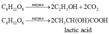 Carbohydrate (Chuyên đề Hóa học ôn thi Tốt nghiệp 2025)