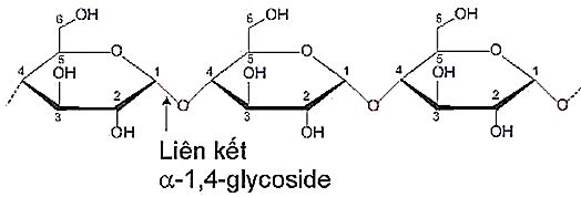 Carbohydrate (Chuyên đề Hóa học ôn thi Tốt nghiệp 2025)