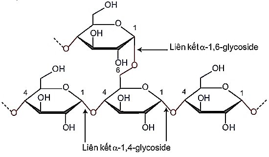 Carbohydrate (Chuyên đề Hóa học ôn thi Tốt nghiệp 2025)
