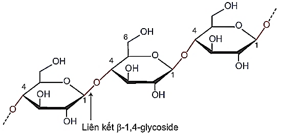 Carbohydrate (Chuyên đề Hóa học ôn thi Tốt nghiệp 2025)