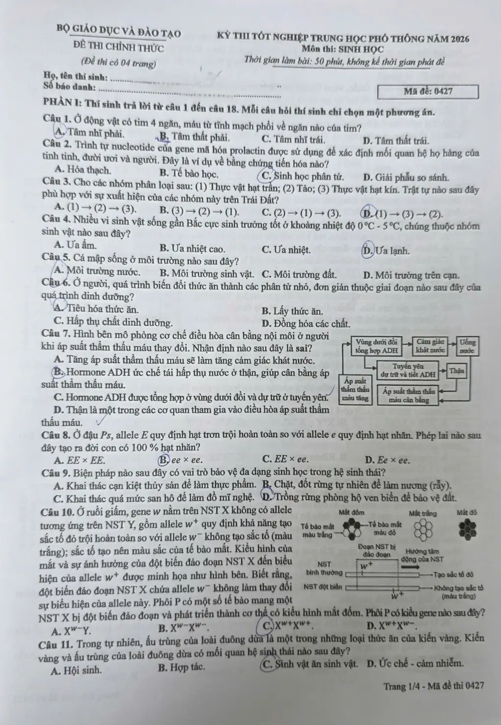 Đề chính thức Sinh học Tốt nghiệp THPT 2026 (có đáp án)