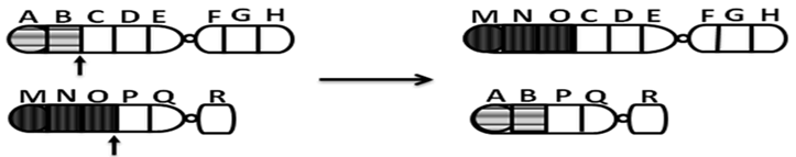 50+ Đề ôn thi Tốt nghiệp THPT Sinh học năm 2026 (có đáp án)