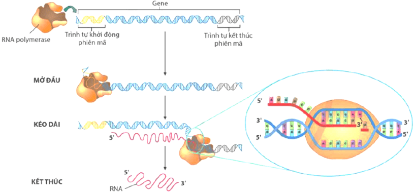 50+ Đề ôn thi Tốt nghiệp THPT Sinh học năm 2026 (có đáp án)