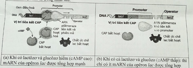Đề thi học sinh giỏi Sinh học 12 cụm trường THPT Hoằng Hóa năm 2025
