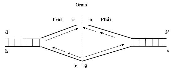 Đề thi học sinh giỏi Sinh học 12 Liên trường THPT Quỳnh Lưu; Hoàng Mai; Nguyễn Xuân Ôn; Diễn Châu 2; Nghi Lộc 3; Thái Hòa; Cờ Đỏ năm 2025