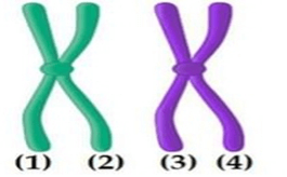Đề thi học sinh giỏi Sinh học 12 Liên trường THPT Quỳnh Lưu; Hoàng Mai; Nguyễn Xuân Ôn; Diễn Châu 2; Nghi Lộc 3; Thái Hòa; Cờ Đỏ năm 2025