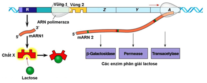 Đề thi học sinh giỏi Sinh học 12 Liên trường THPT Quỳnh Lưu; Hoàng Mai; Nguyễn Xuân Ôn; Diễn Châu 2; Nghi Lộc 3; Thái Hòa; Cờ Đỏ năm 2025