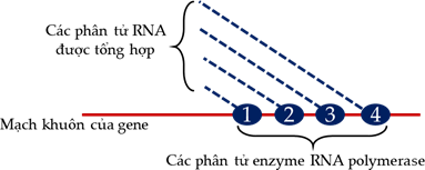 Đề thi học sinh giỏi Sinh học 12 Sở GD&ĐT Bà Rịa - Vũng Tàu năm 2025