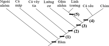 Đề thi học sinh giỏi Sinh học 12 Sở GD&ĐT Bắc Ninh năm 2025