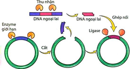 Đề thi học sinh giỏi Sinh học 12 Sở GD&ĐT Bắc Ninh năm 2025
