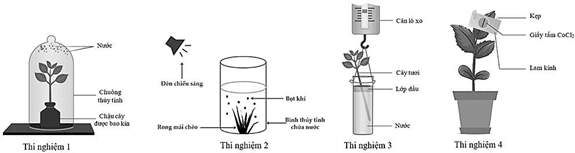 Đề thi học sinh giỏi Sinh học 12 Sở GD&ĐT Bắc Ninh năm 2025