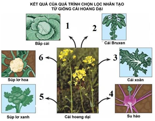 Đề thi học sinh giỏi Sinh học 12 Sở GD&ĐT Bắc Ninh năm 2025