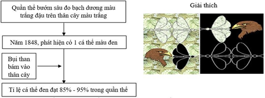 Đề thi học sinh giỏi Sinh học 12 Sở GD&ĐT Bắc Ninh năm 2025