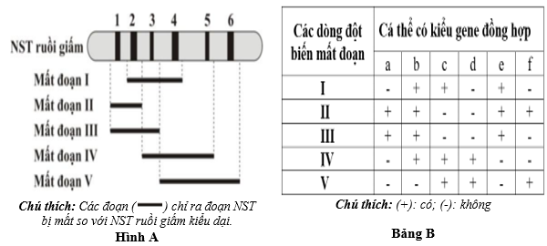 Đề thi học sinh giỏi Sinh học 12 Sở GD&ĐT Hải Phòng năm 2025