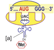 Đề thi học sinh giỏi Sinh học 12 trường THPT Bắc Đông Quan (Hưng Yên) năm 2025-2026