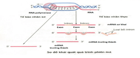 Đề thi học sinh giỏi Sinh học 12 trường THPT Bắc Đông Quan (Hưng Yên) năm 2025-2026
