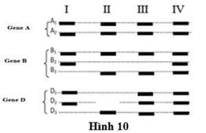 Đề thi học sinh giỏi Sinh học 12 trường THPT Bắc Đông Quan (Hưng Yên) năm 2025-2026