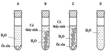 Đề thi học sinh giỏi Sinh học 12 trường THPT Lê Quý Đôn (Ninh Bình) năm 2025-2026