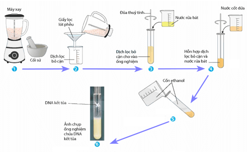 Đề thi học sinh giỏi Sinh học 12 trường THPT Lê Quý Đôn (Ninh Bình) năm 2025-2026