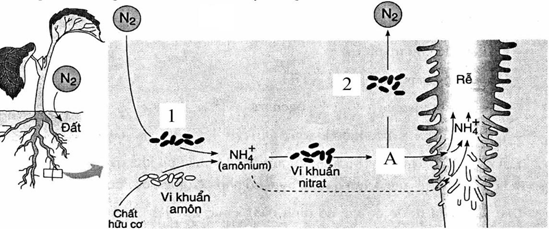 Đề thi học sinh giỏi Sinh học 12 trường THPT Nguyễn Đình Chiểu năm 2025