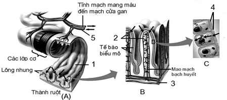 Đề thi học sinh giỏi Sinh học 12 trường THPT Nguyễn Đình Chiểu năm 2025