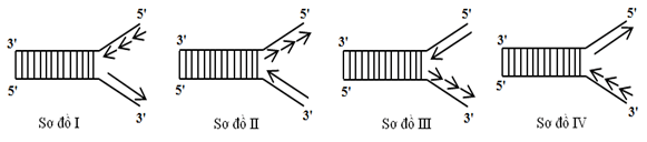 Đề thi học sinh giỏi Sinh học 12 trường THPT Quốc Tuấn (Hải Phòng) năm 2025-2026