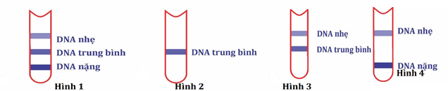 Đề thi học sinh giỏi Sinh học 12 trường THPT Quốc Tuấn (Hải Phòng) năm 2025-2026