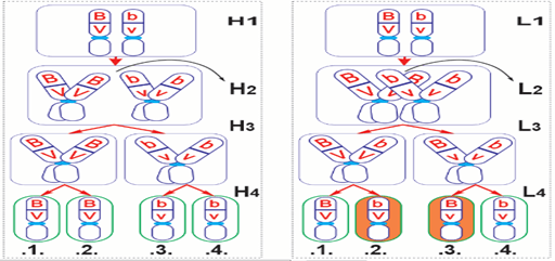 Đề thi học sinh giỏi Sinh học 12 trường THPT Quốc Tuấn (Hải Phòng) năm 2025-2026