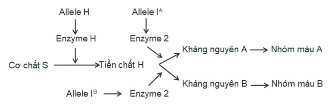 Đề thi học sinh giỏi Sinh học 12 trường THPT Sầm Sơn (Thanh Hoá) năm 2025-2026