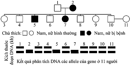 Đề thi học sinh giỏi Sinh học 12 trường THPT Sầm Sơn (Thanh Hoá) năm 2025-2026