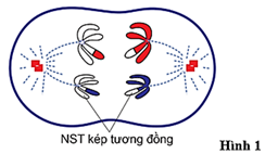 Đề thi học sinh giỏi Sinh học 12 trường THPT Thanh Thủy (Phú Thọ) năm 2025-2026