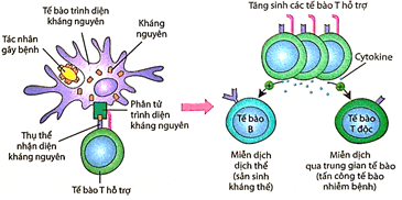 Đề thi học sinh giỏi Sinh học 12 trường THPT Thanh Thủy (Phú Thọ) năm 2025-2026