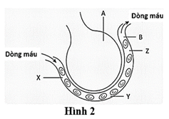 Đề thi học sinh giỏi Sinh học 12 trường THPT Thanh Thủy (Phú Thọ) năm 2025-2026