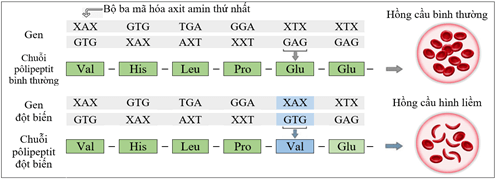 Đề thi học sinh giỏi Sinh học 12 trường THPT Thanh Thủy (Phú Thọ) năm 2025-2026