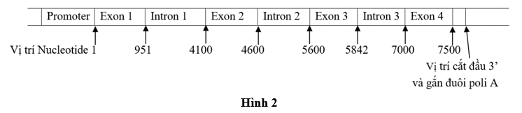 Đề thi học sinh giỏi Sinh học 12 trường THPT Thanh Thủy (Phú Thọ) năm 2025-2026