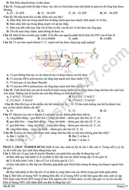 Đề thi thử 2024 Sinh trường THPT Thuận Thành 1