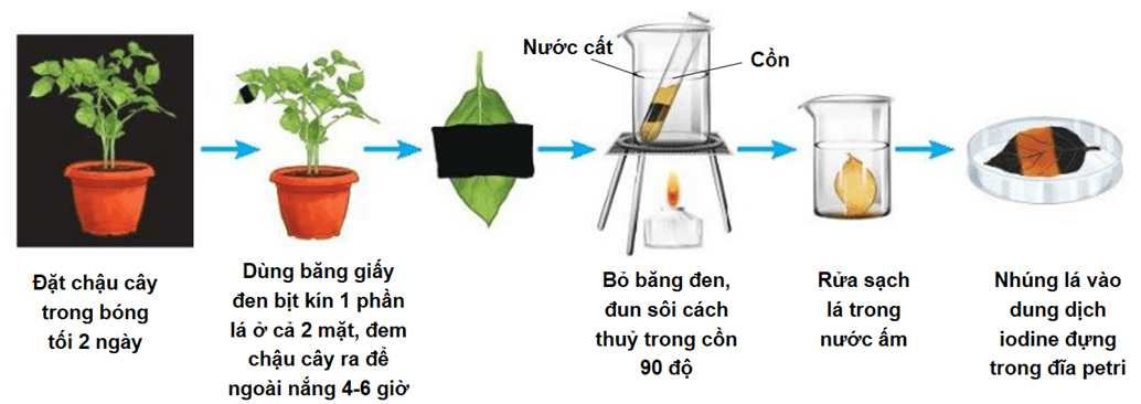 Đề thi thử Sinh Tốt nghiệp THPT 2025-2026 Cụm 13 trường THPT (Hải Phòng)
