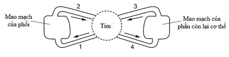 Đề thi thử Sinh Tốt nghiệp THPT 2025-2026 Cụm 13 trường THPT (Hải Phòng)