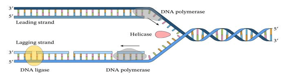 Đề thi thử Sinh Tốt nghiệp THPT 2025-2026 Cụm 13 trường THPT (Hải Phòng)