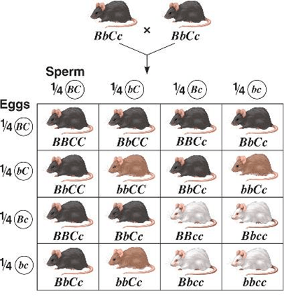 Đề thi thử Sinh Tốt nghiệp THPT 2025-2026 Cụm 13 trường THPT (Hải Phòng)