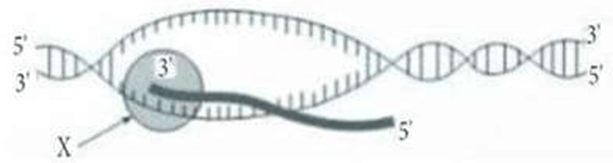 Đề thi thử Sinh Tốt nghiệp THPT 2025-2026 Cụm trường THPT TT1-QV1-LVT – Bắc Ninhtieude