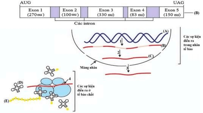 Đề thi thử Sinh Tốt nghiệp THPT 2025-2026 Cụm trường THPT TT1-QV1-LVT – Bắc Ninhtieude