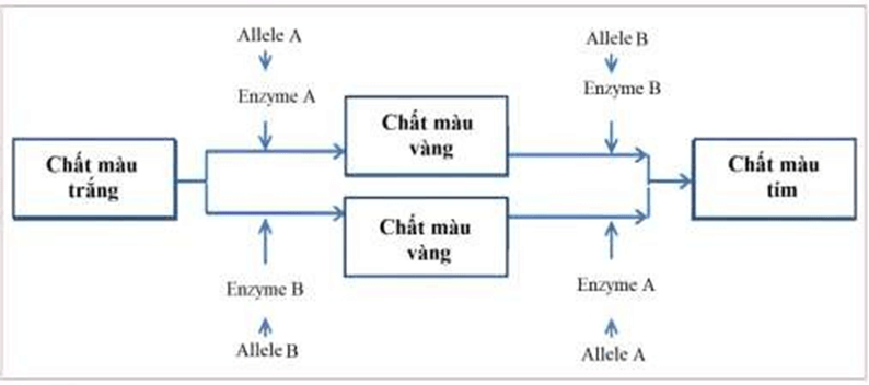 Đề thi thử Sinh Tốt nghiệp THPT 2025-2026 Cụm trường THPT TT1-QV1-LVT – Bắc Ninhtieude