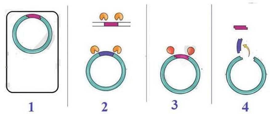 Đề thi thử Sinh Tốt nghiệp THPT 2025-2026 Cụm trường THPT TT1-QV1-LVT – Bắc Ninhtieude