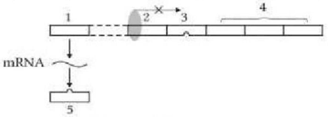 Đề thi thử Sinh Tốt nghiệp THPT 2025-2026 Khối THPT Cụm Cẩm Xuyên (Hà Tĩnh)