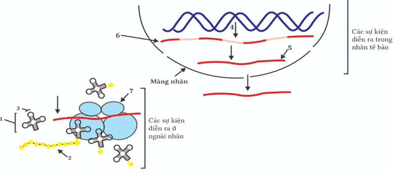 Đề thi thử Sinh Tốt nghiệp THPT 2025-2026 Liên trường THPT – Bắc Ninhtieude